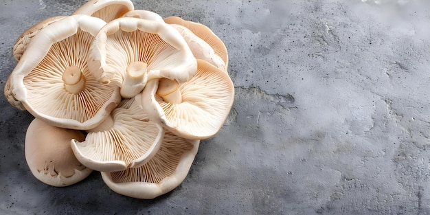 HeartHealthy Immune Benefits of Oyster Mushrooms Concept Oyster Mushrooms Health Benefits Immune System Heart Health Nutritional Value