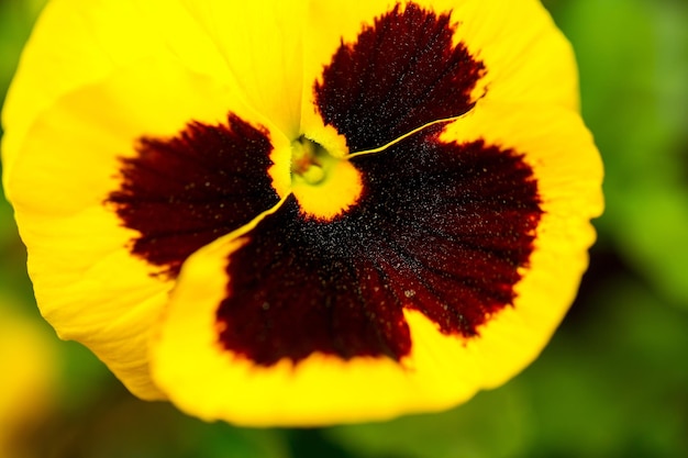 Heartsease yellow brown flower blooming