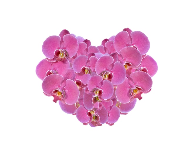 Heartshaped with pink flowers of orchid on white backgrond