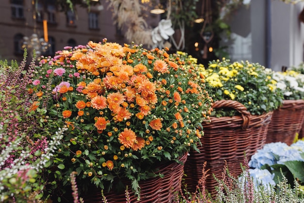 Heather chrysanthemum hydrangea and other fall flowers in basket pots in flower shop