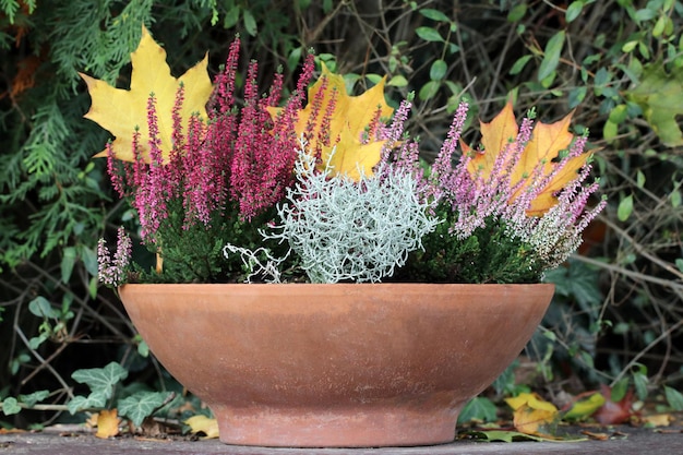 Heather and Leucophyta growing in a flower pot Yellow and orange autumn leaves in the background