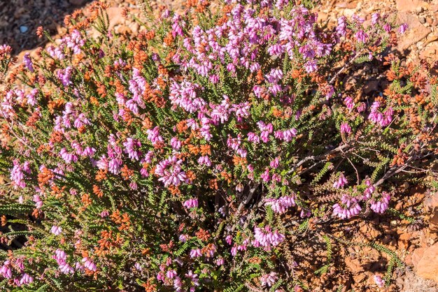 Heather plant in flower in autumn