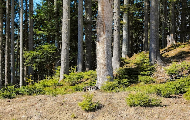 Heather and trees in summer with a blue sky