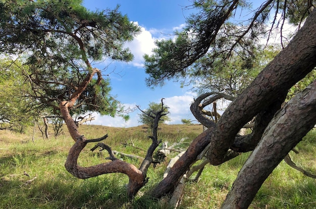 Heather and trees in summer with a blue sky