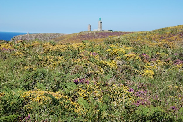 Heathland