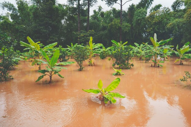 Heavy flood in garden of rural or countryside