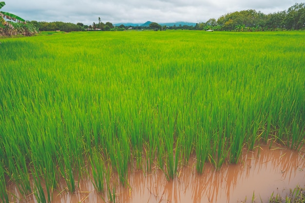 Heavy flood water concept flooded in rice field of rural or countryside