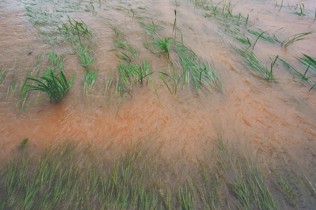 Heavy flood water concept flooded in rice field of rural or countryside