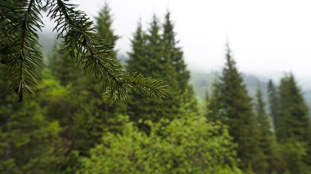 A heavy fog covered the forest