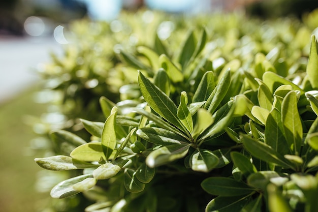 Hedge of boxwood and shrubs. landscape design concept