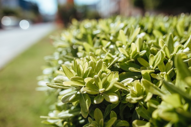 Hedge of boxwood and shrubs