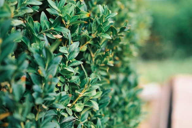 Hedge of evergreen bushes selective focus blurred background Landscaping yard or park design Idea for background or product design