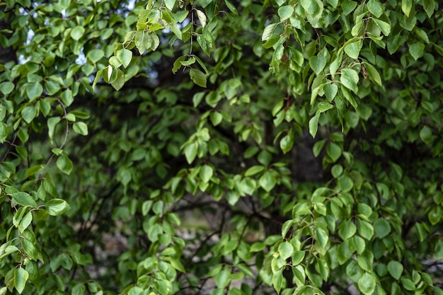 Hedge Fence made of plants with green leaves in the courtyard of a provincial town