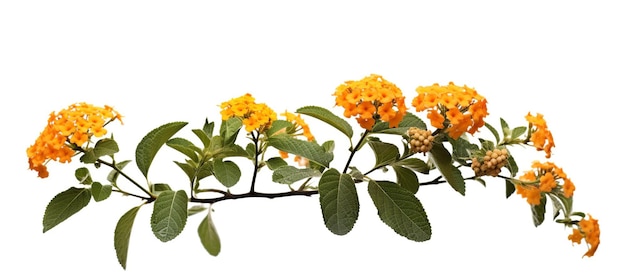 Hedge flower Lantana Weeping lantana White sageScientific name Lantana camara flower with leaves on white background