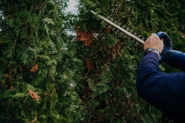 Hedge Trimming Job. Caucasian Gardener with Gasoline Hedge Trimmer Shaping Wall of Thujas in a Garden.Macro