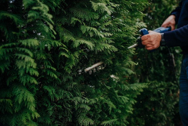 Hedge Trimming Job. Caucasian Gardener with Gasoline Hedge Trimmer Shaping Wall of Thujas in a Garden.Macro