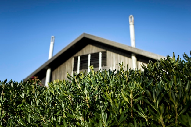 Hedge and wooden house