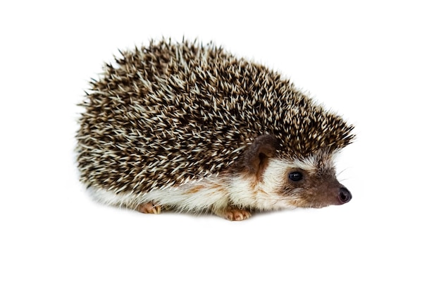 Hedgehog baby on the white background closeup