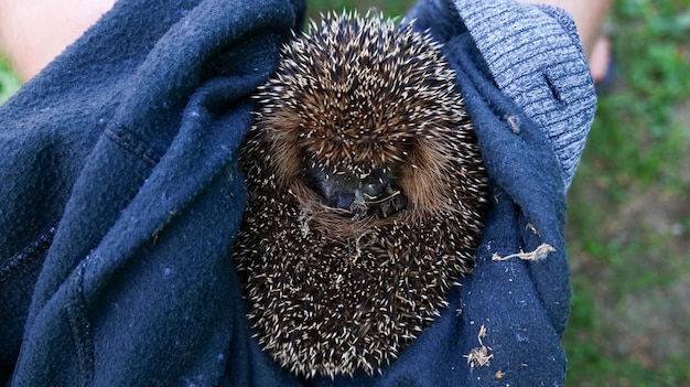 Hedgehog curled up in a ball.