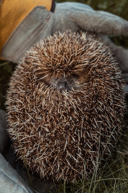 hedgehog curled up