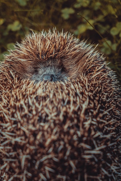 hedgehog curled up