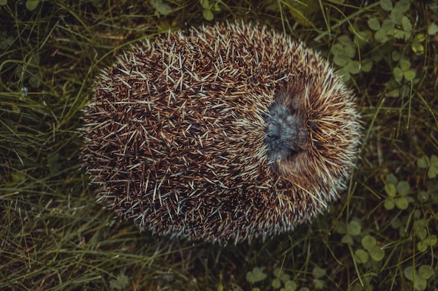 hedgehog curled up