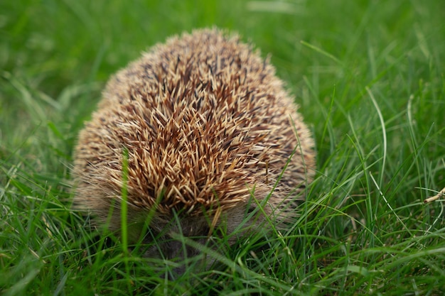 Hedgehog in the garden