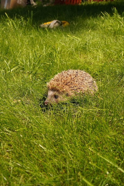 Hedgehog in the garden