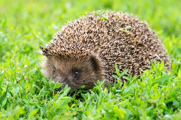 Hedgehog on the grass