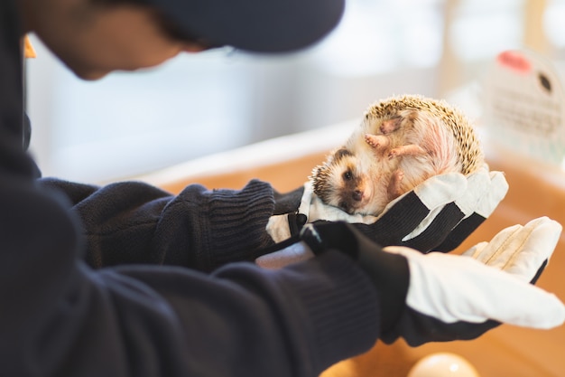 Hedgehog on hand