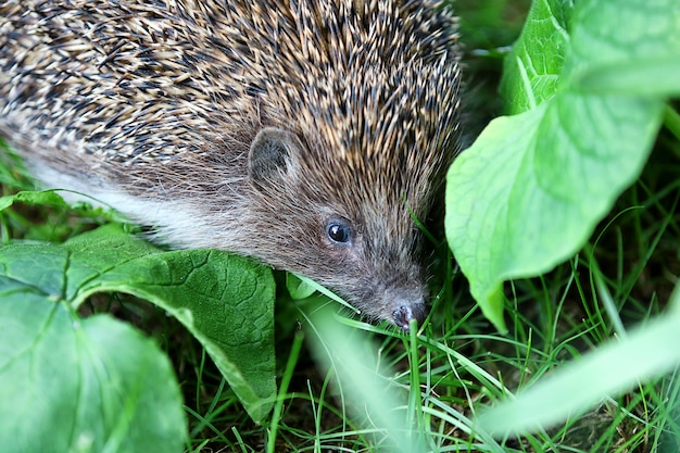 The hedgehog is hiding in the bushes