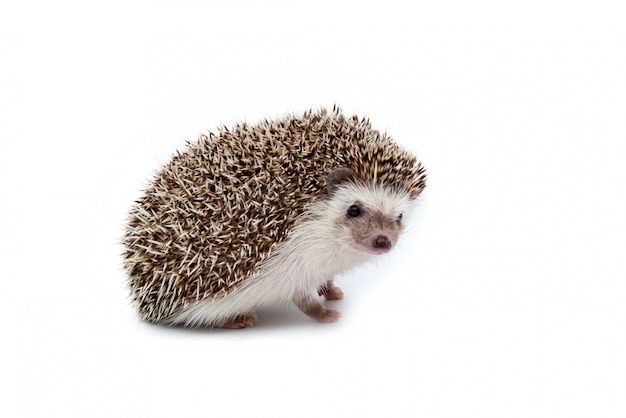 Hedgehog isolated on the White Background.