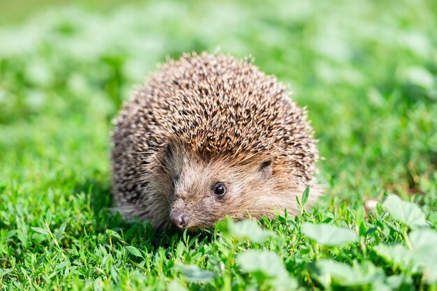 Hedgehog (Scientific name: Erinaceus Europaeus) close up of a wild, native, European hedgehog, facing right in natural garden habitat on green grass lawn. Horizontal. Space for copy.