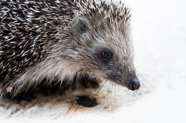 Hedgehog on a white background, wildlife.