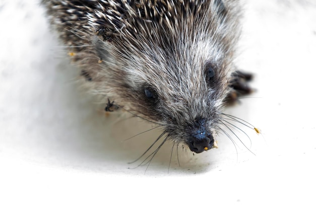 Hedgehog on a white background, wildlife.