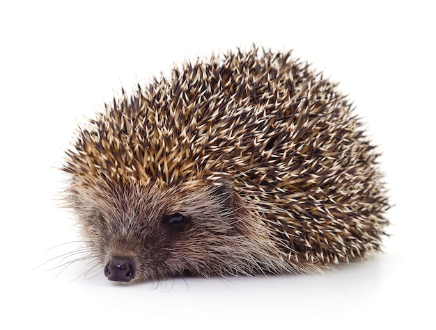 Hedgehog on white