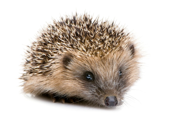 Hedgehog on white