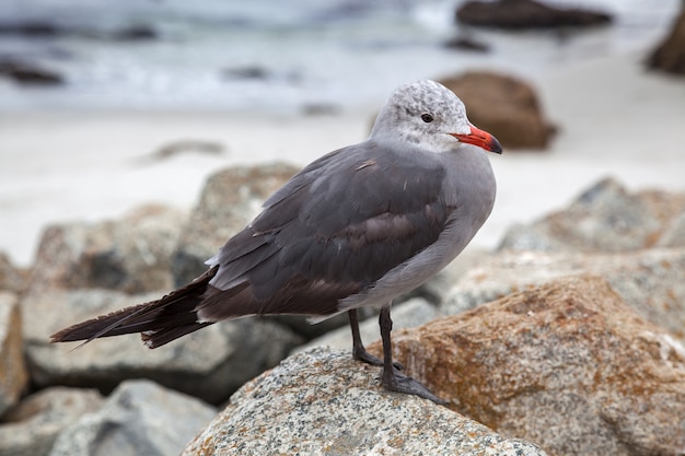 Heermann's Gull (Larus heermanni) at Carmel in California