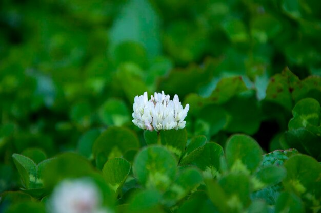 Hehuanshan perennial herb white clover flower