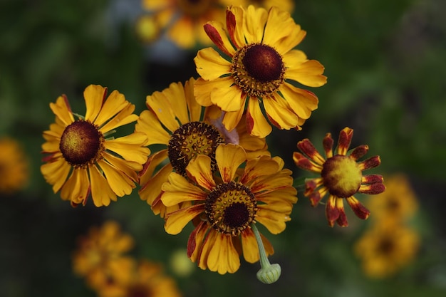 Helenium autumnale common sneezeweed flowers in the summer garden