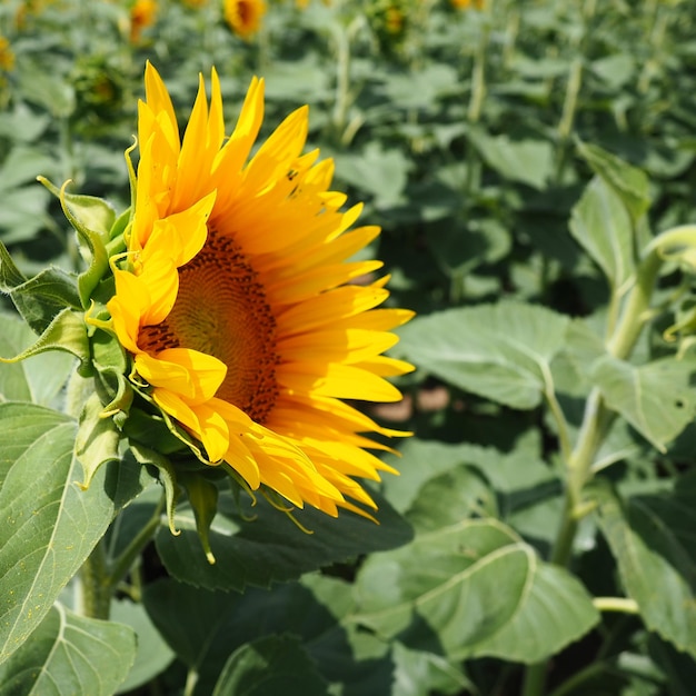 The Helianthus sunflower is a genus of plants in the Asteraceae family Annual sunflower and tuberous sunflower Agricultural field Blooming bud with yellow petals Furry leaves One big flower