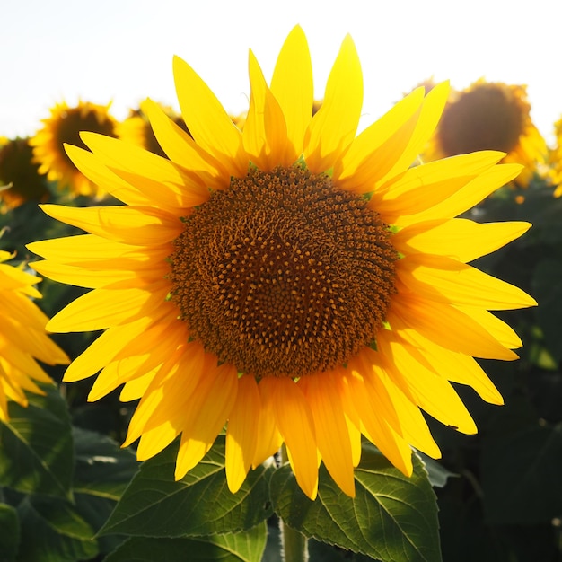 The Helianthus sunflower is a genus of plants in the Asteraceae family Annual sunflower and tuberous sunflower Agricultural field Blooming bud with yellow petals Furry leaves Serbia agriculture