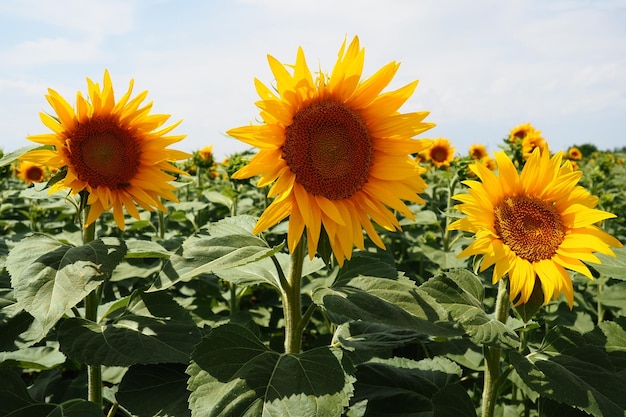 The Helianthus sunflower is a genus of plants in the Asteraceae family Annual sunflower and tuberous sunflower Agricultural field Blooming bud with yellow petals Furry leaves Serbia agriculture