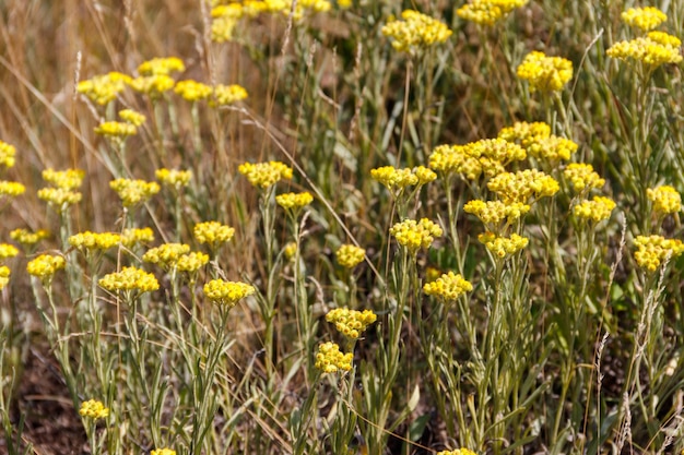 Helichrysum arenarium on meadow