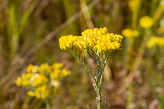 Helichrysum arenarium on meadow