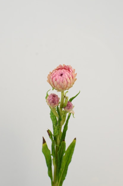 Helichrysum Straw flower blooming on white background