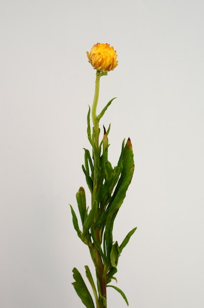 Helichrysum Straw flower blooming on white background