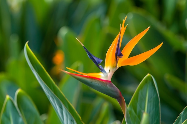 heliconia flower strelitizia reginae also known as bird of paradise flower