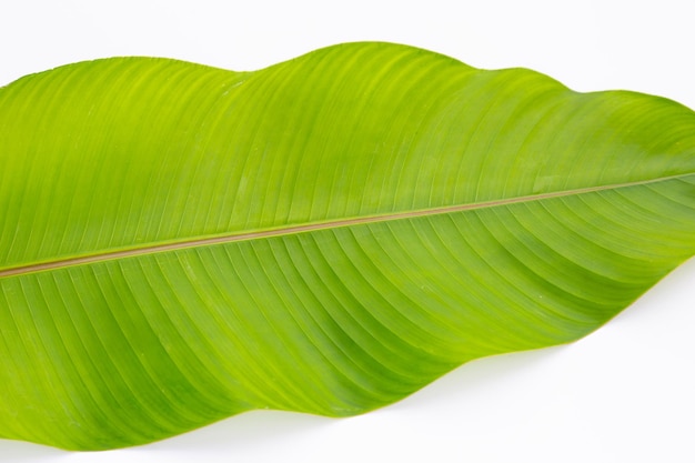 Heliconia leaf on white background