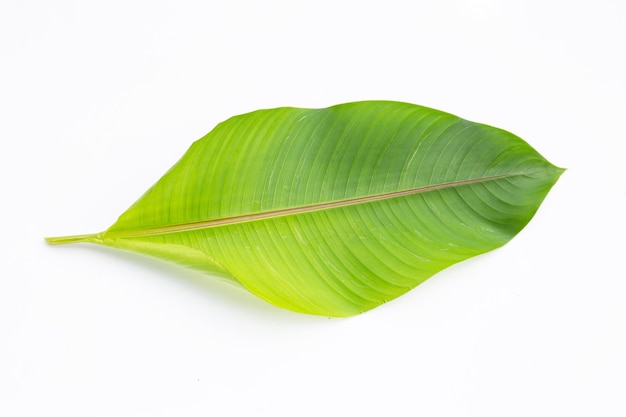 Heliconia leaf on white background